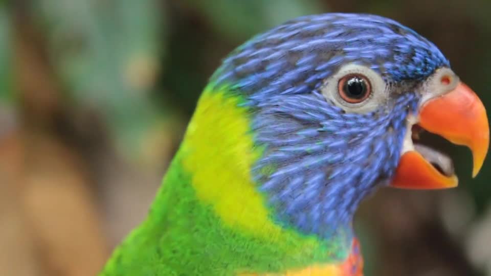 Beautiful parrot in great colors