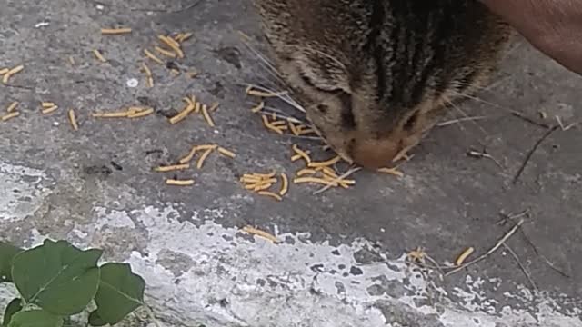 Street Cat trying to have Something new in his meal