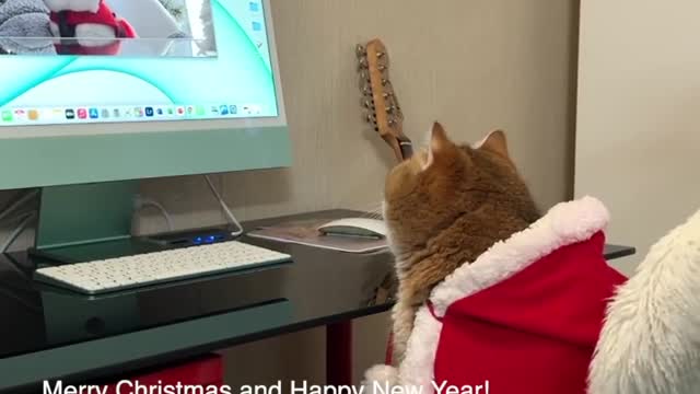 Hosico and Apollo Wished each other a Merry Christmas! @lorettabritishcat