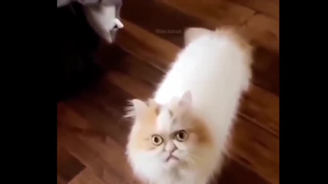 Try Not To Laugh or Grin While Watching Funny Animals Compilation