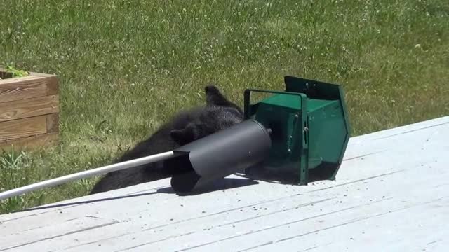 Bear and the Bird Feeder