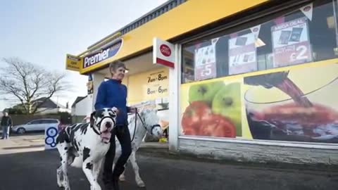 MINIATURE HORSE AND GREAT DANE DOG ARE BEST FRIENDS - AND THEY EVEN LOOK ALIKE