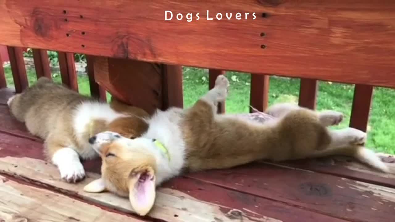 Two Dogs Resting On The Couch in Front Of The House A Fter Playing.