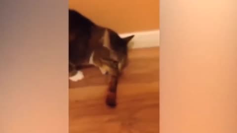 ULTIMATE|| Animal Compilation || Funny Fails || viral || comedy