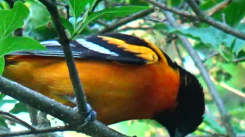 Oriole