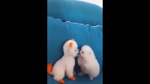 GORGEOUS CUTE FUNNY DOGS. LOVES