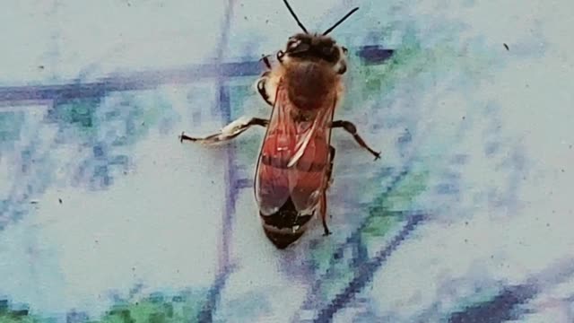 A honeybee in spring