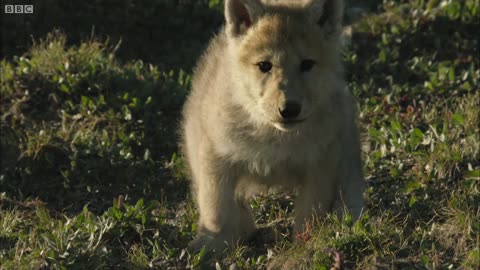 Babysitting Cute Wolf Pups | Snow Wolf Family And Me | BBC