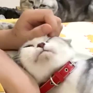 Are cats jealous 🤔🥺