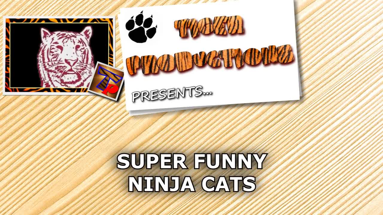 NINJA CATS! There's absolutely NOTHING MORE FUNNY! - Impossible TRY NOT TO LAUGH compilation