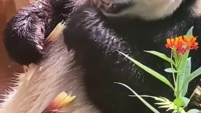 Fatty Panda eat bussing bamboo, so cute.