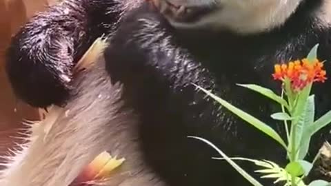 Fatty Panda eat bussing bamboo, so cute.