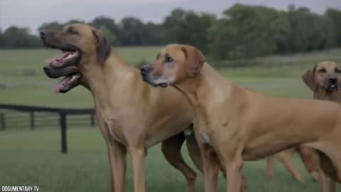 Most Powerful Guard Dogs In The World