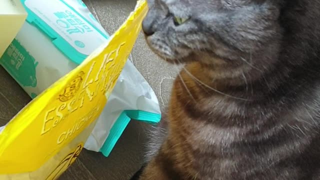 A cute cat begs for a snack.