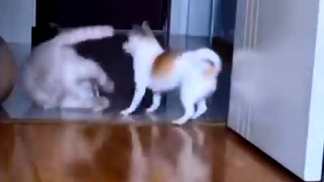 Cute And Funny Animals 8