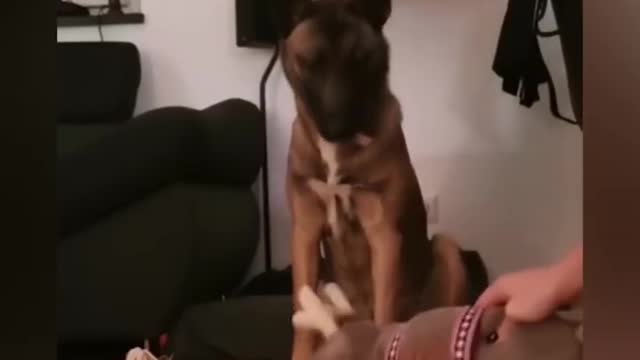 Funniest Animals - Best Of The 2021 Funny Animal Videos 4 parte