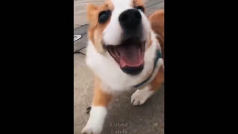 PETS NEVER LIE ABOUT LOVE-12 #shorts