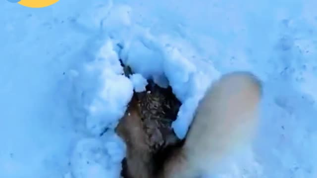 Best home cutest funny dog
