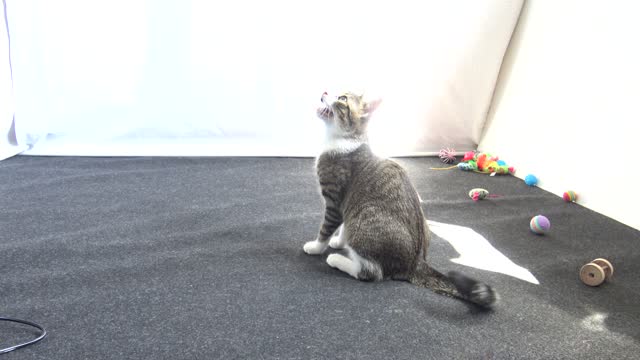 Energetic Little Cat Plays with Toy