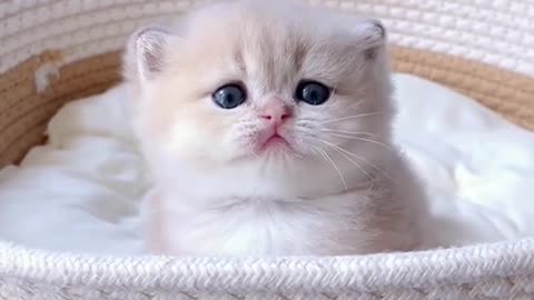 cute White kitten(cat)