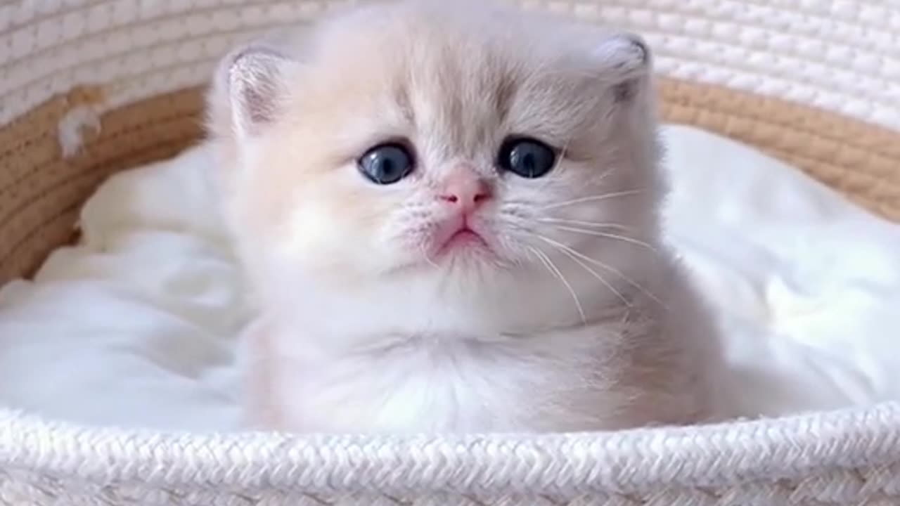 cute White kitten(cat)