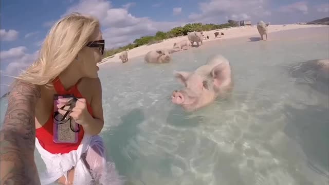 Swimming with Piggies