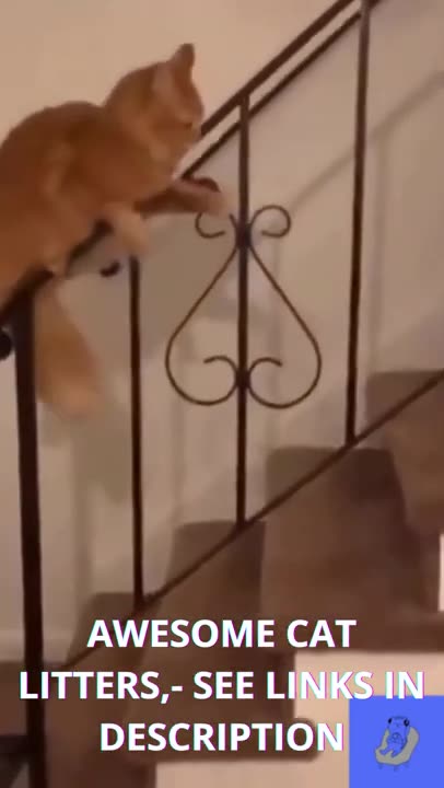 Funny cat video Funny cat video