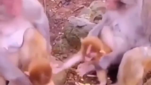 Monkey funny videos