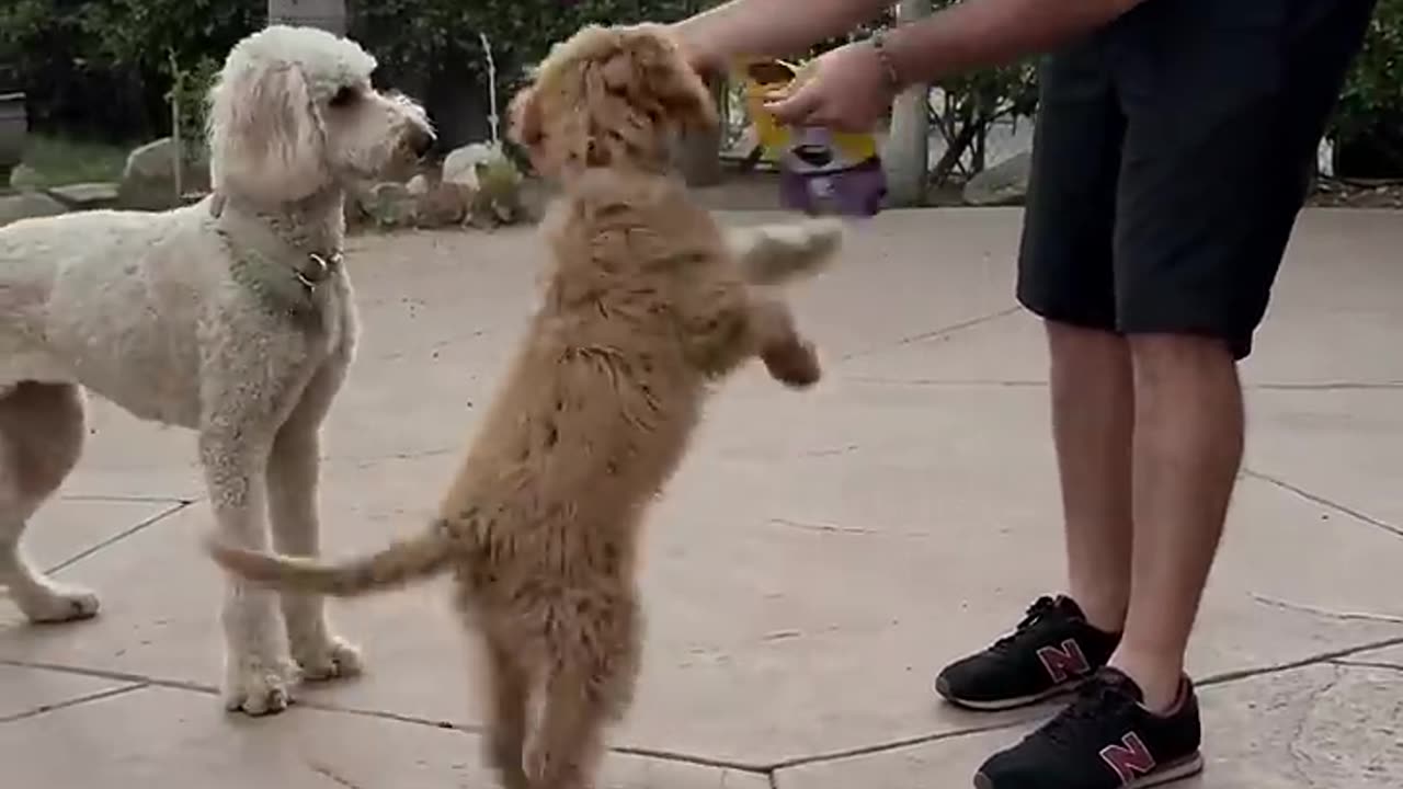 The pupy Funny Video