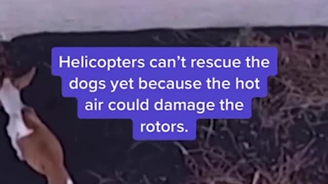 Drones dropped food and water to dogs trapped by volcanic lava in the mountains of Spain.