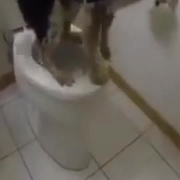Smart dogs using Toilet...😎