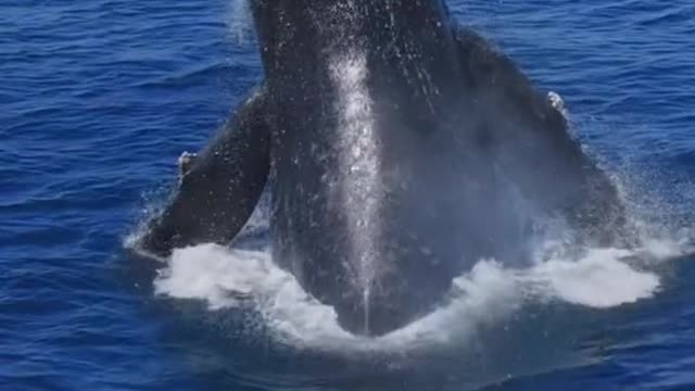 Humpback Whale Breach!