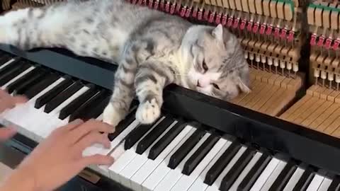 Playing MEOWsic 😻😹😽