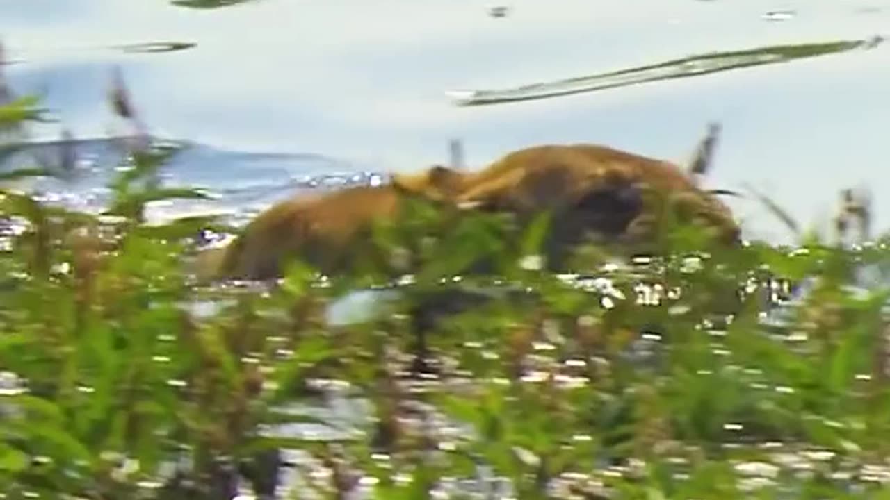 Lion attacking on buffalo