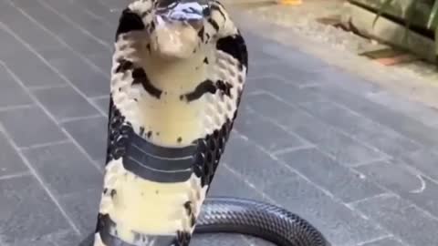 Cobra snake
