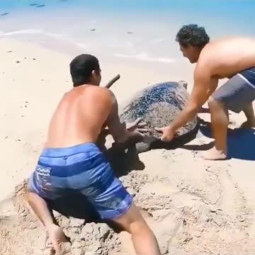 save a trapped turtle