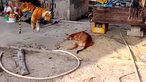 Dogs got troll by fake lion and tiger doll