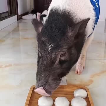 Piglet must be starving