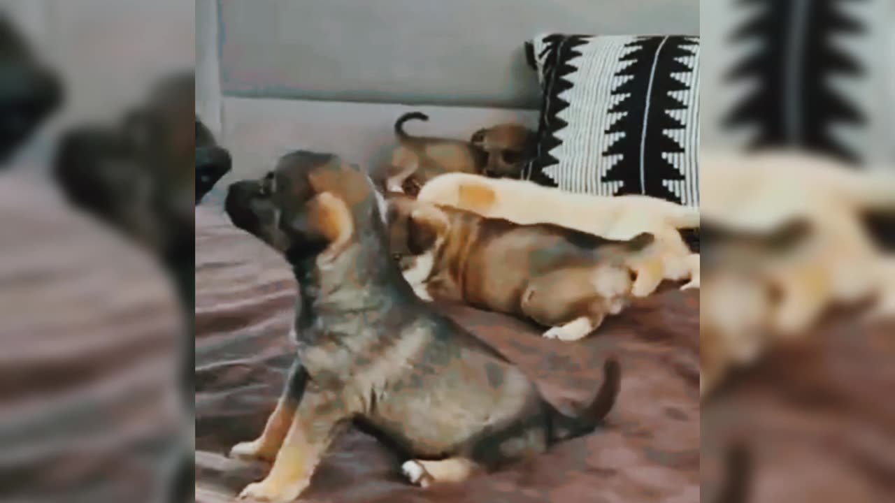 Doggy Family Fun: German Shepherd Playtime in the Bedroom