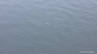 Dolphin At Nimmos Pier Galway Docks