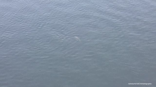 Dolphin At Nimmos Pier Galway Docks