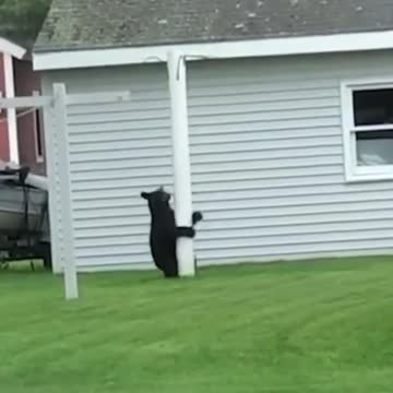 Bear can't resist pole dancing ( Funny videos )