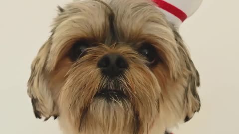 A cute dog wearing nurse costume