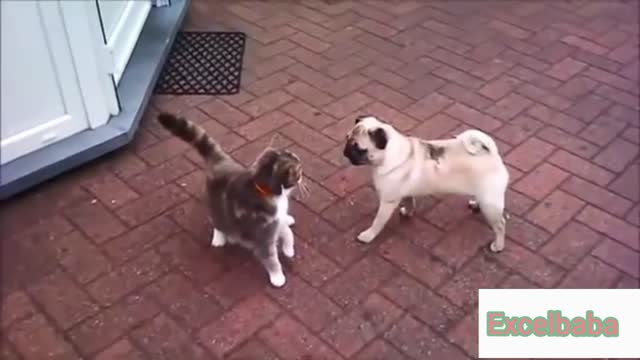 Cats and Dog meeting each other for the first time. A lovely moment