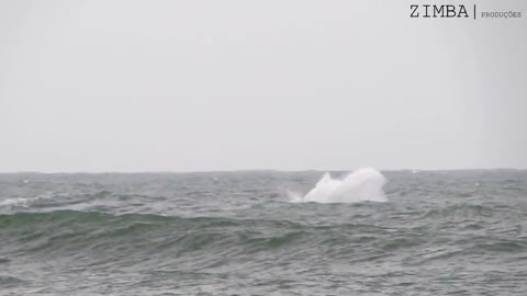 whales in the south of Santa Catarina in Brazil. they show every year