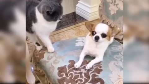 Dog loves cat