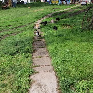 It's Like the Wild Kingdom Around Here!!