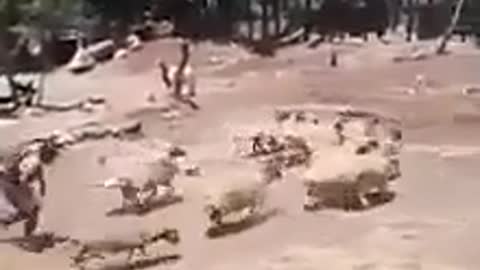 Ne joue pas avec les moutons c'est dangereux