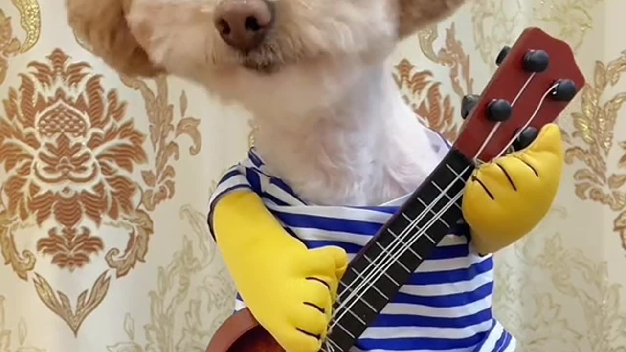 Dog Plays Guitar 😂