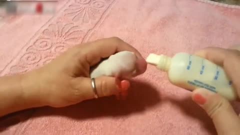 Compilation Cute Puppies newborn